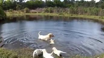 Puppies have a day out!!