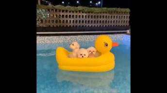 Adorable puppies cute compilation 