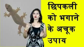 छिपकली भगाने के अचूक उपाय | Get Rid of Lizards From Your Home