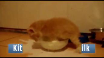 Three cute animals!!