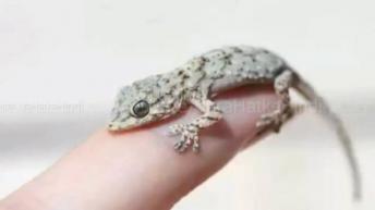 छिपकली खोलती है भविष्य के राज आप भी जाने कैसे एक बार वीडियो देख कर पता चल जाएगा