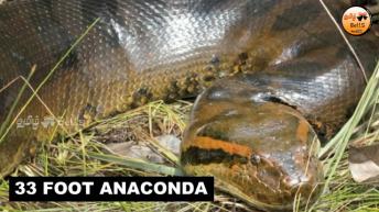 உலகின் மிகப்பெரிய 5 ராட்சத பாம்புகள் | 5 Biggest Snakes in the World