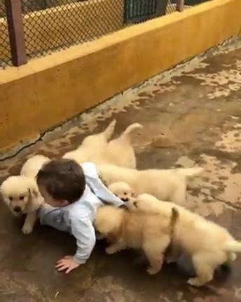 Cute puppies playing with a kid!!