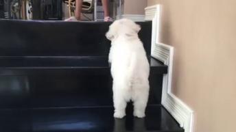 Cute Puppies will definitely make your day better