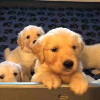So many adorable Puppies 