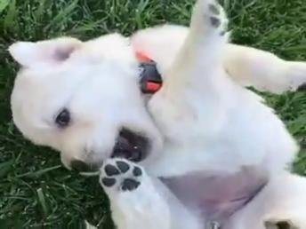 Cuteness Compilation CutePuppy