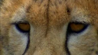 Lion saving baby impala video