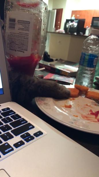 Sneaky Ninja Kitty Steals Nugget