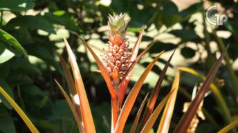 खुजली का बेजोड़ आयुर्वेदिक उपचार | दाद खुजली का रामबाण इलाज | Healthy Remedy