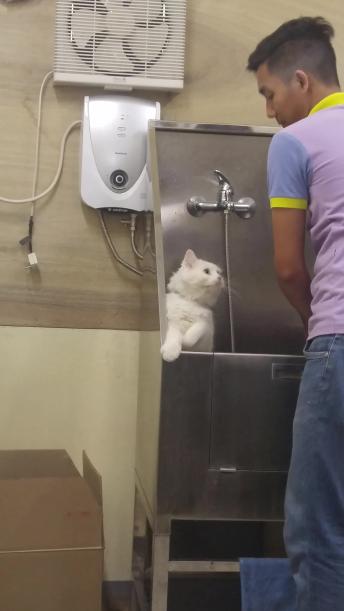 Cat Tries to Beg His Way Out of a Bath