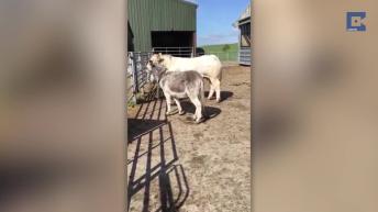 This Donkey Is A Cow's Most Fierce Bodyguard