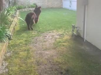 This Newfie can't contain his excitement for a game of fetch