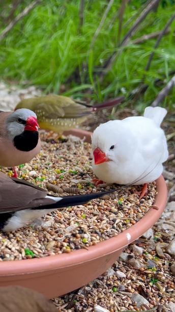 aviary finches birds