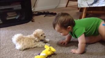 Dogs are babysitters cute and funny 