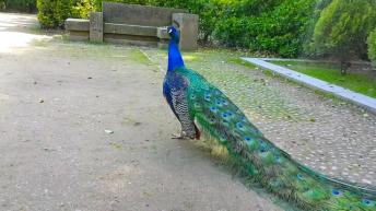 Beautiful peacock caught on cam