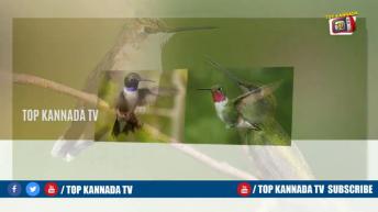 ಪ್ರಾಣಿ  ಪಕ್ಷಿಗಳ ಬಗ್ಗೆ ನಿಮಗೆ ತಿಳಿಯದ  ಕುತೂಹಲ