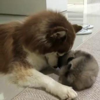 These pups take their playtime seriously