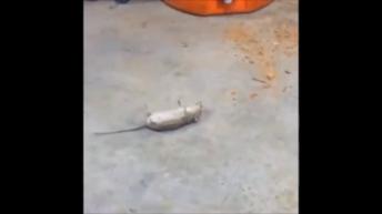 Funny cat and mouse compilation video